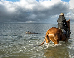 An incredible mammal relationship. These dolphins came in... by Cal Mero 